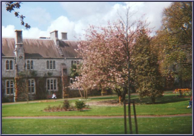 Un altro giardino all'interno dell'UCC con un pesco in fiore.